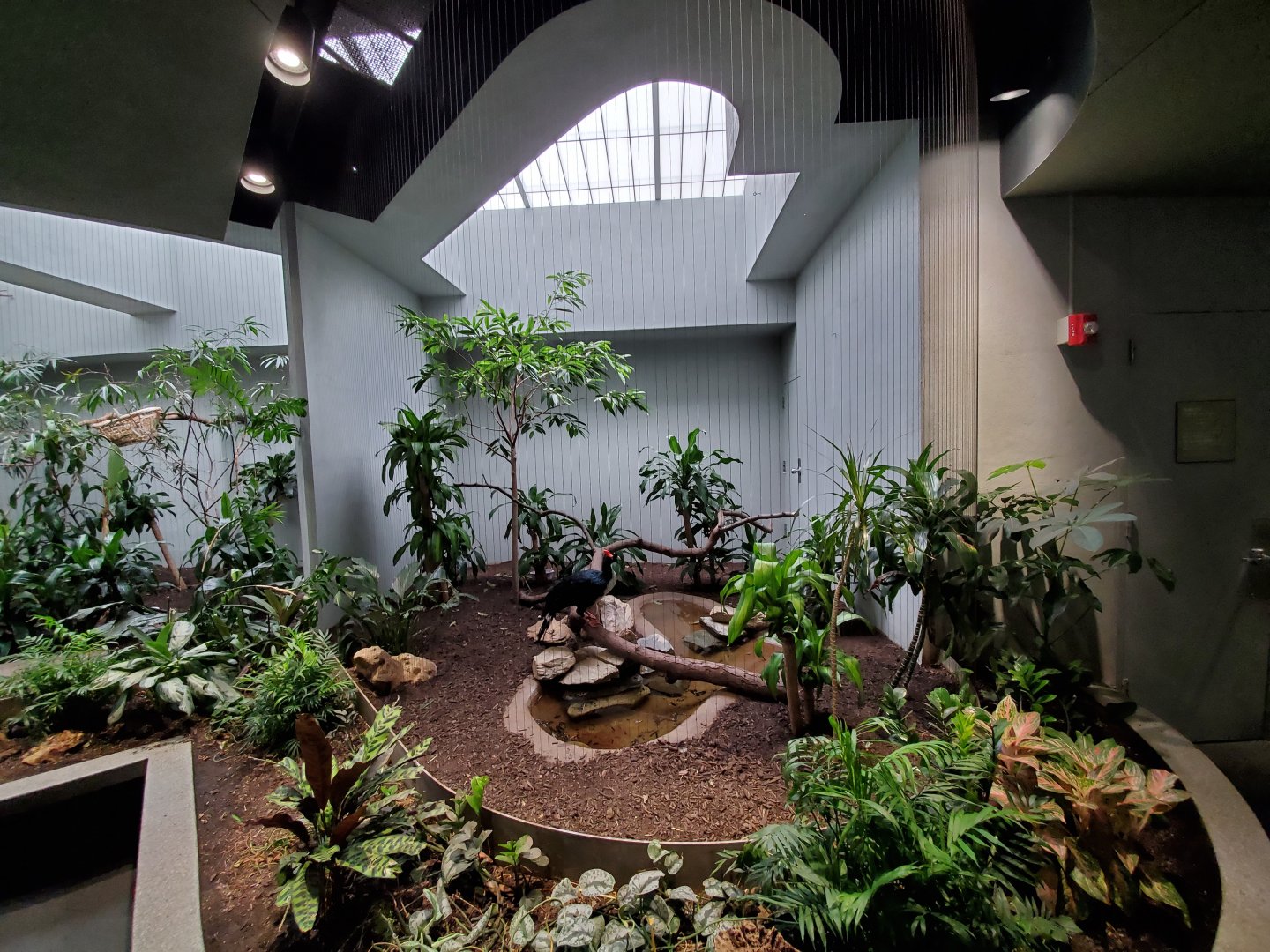 Aug. 2019 - 1930 Bird House - One of Many Horned Guan Exhibits