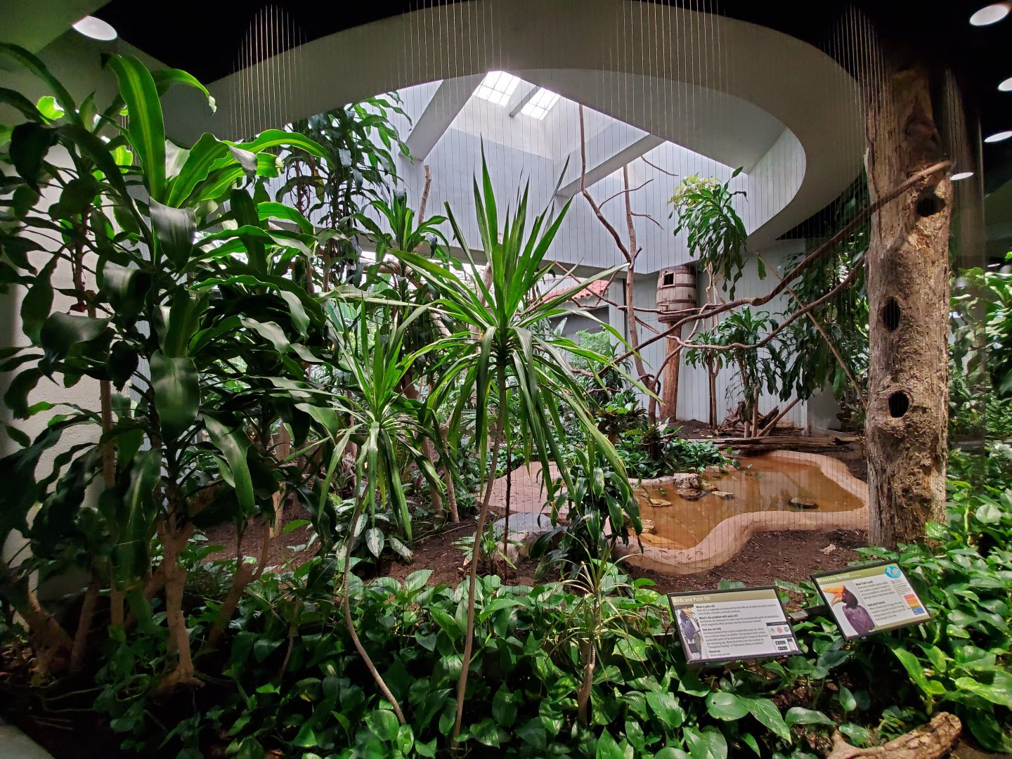 Aug. 2019 - 1930 Bird House - Rhinoceros Hornbill Exhibit