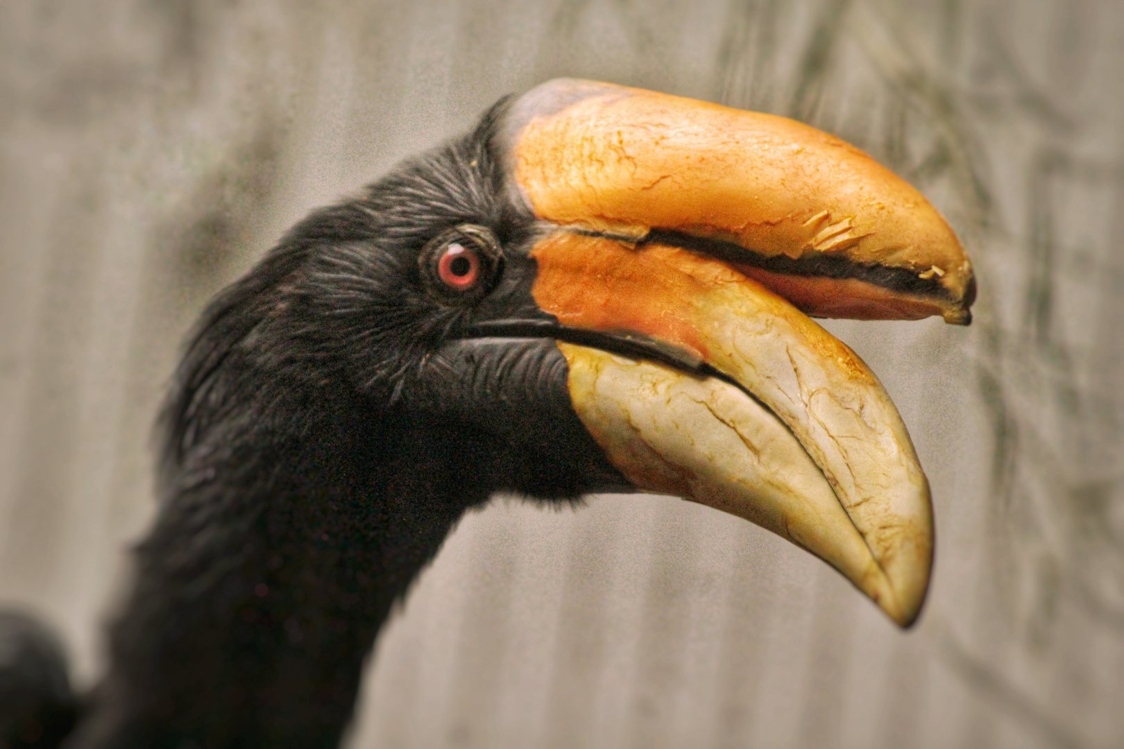 Aug. 2019 - 1930 Bird House - Rhinoceros Hornbill