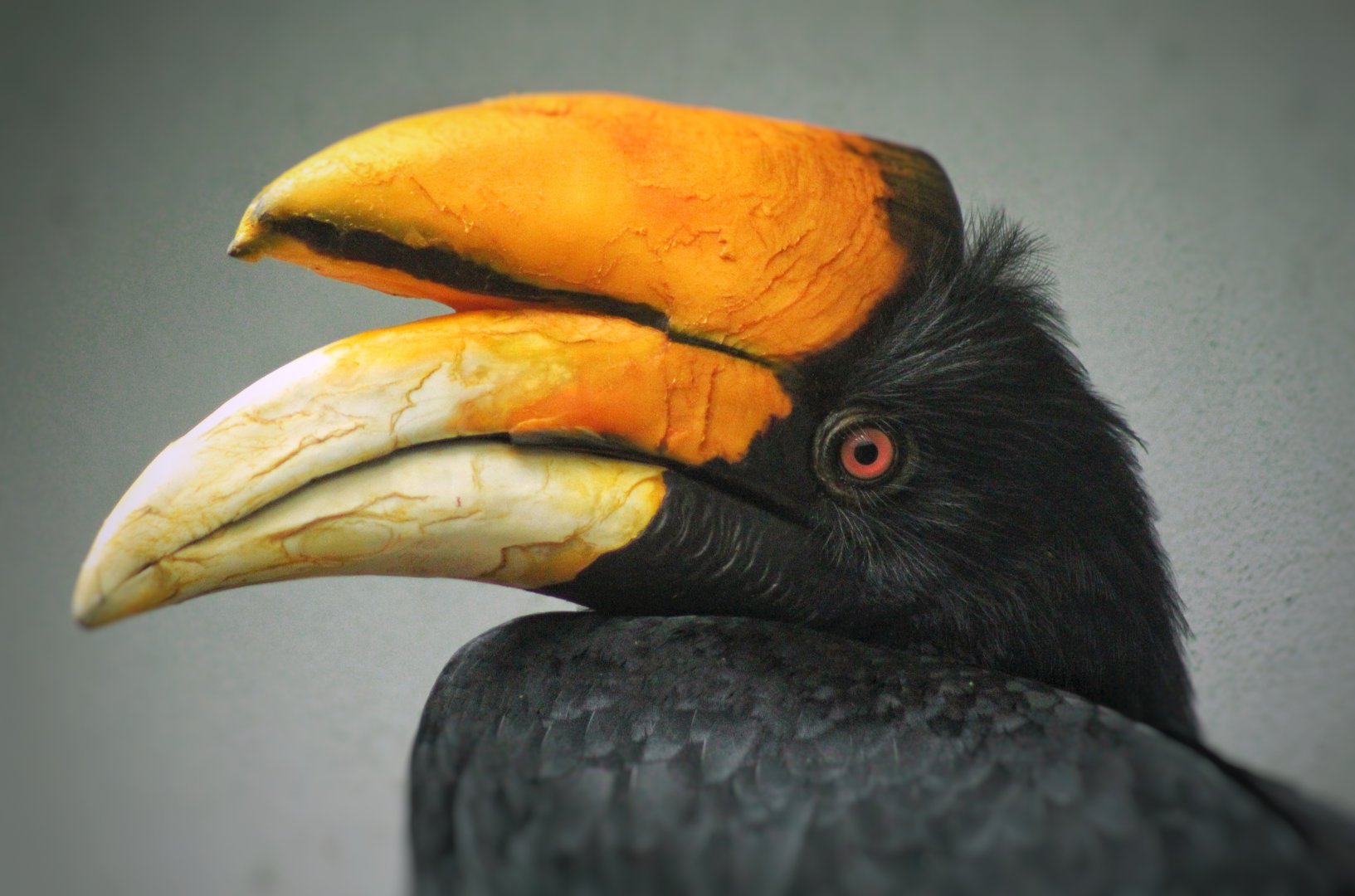 Aug. 2019 - 1930 Bird House - Rhinoceros Hornbill