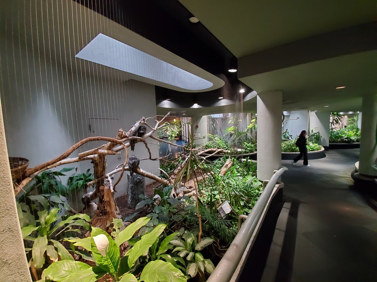 Aug. 2019 - 1930 Bird House - Tawny Frogmouth Exhibit