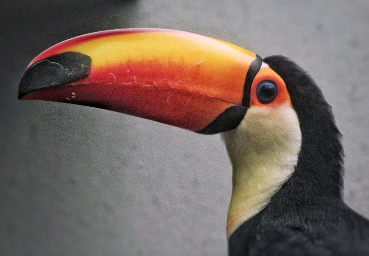 Aug. 2019 - 1930 Bird House - Toco Toucan