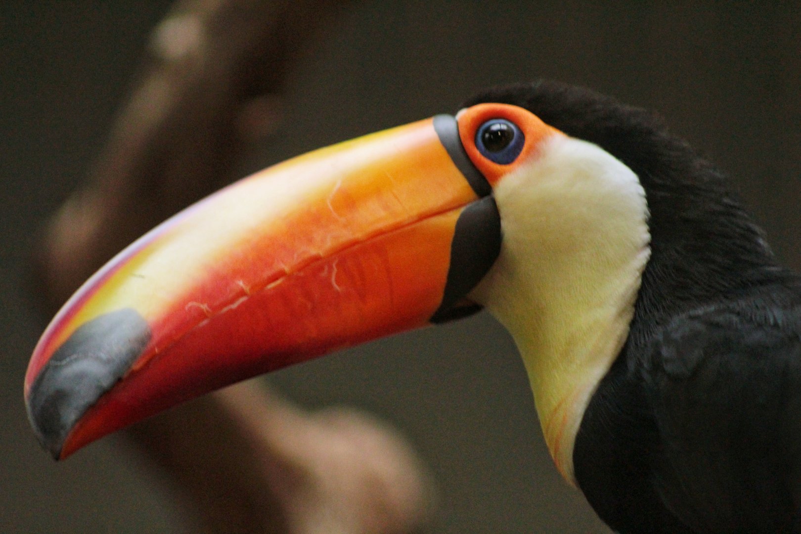 Aug. 2019 - 1930 Bird House - Toco Toucan