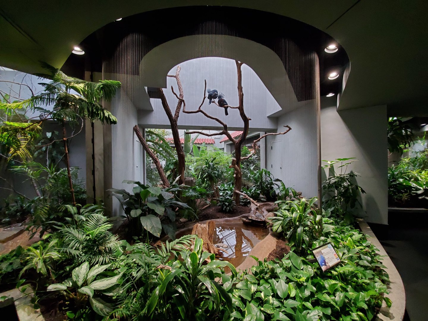 Aug. 2019 - 1930 Bird House - Victoria Crowned Pigeon Exhibit