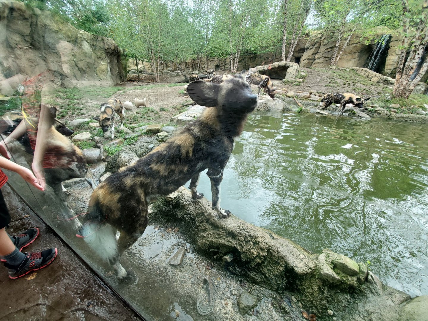 Aug. 2019 - Africa - Painted Dog Exhibit