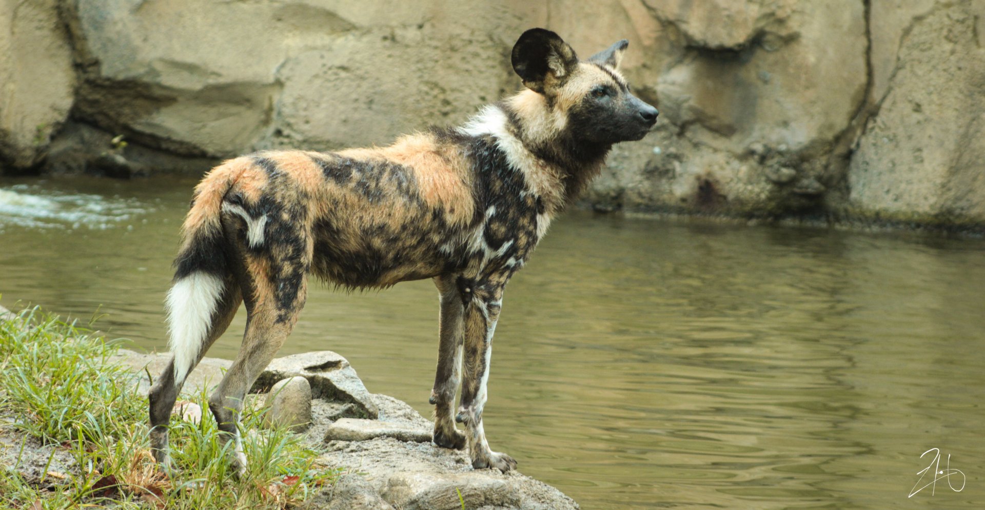 Aug. 2019 - Africa - Painted Dog