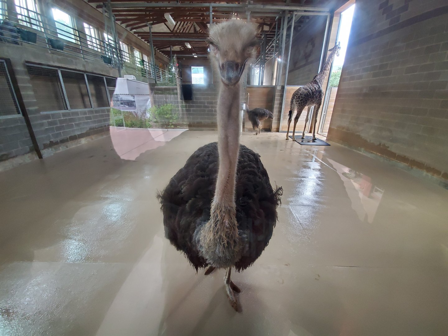 Aug. 2019 - African Forest - Ostrich