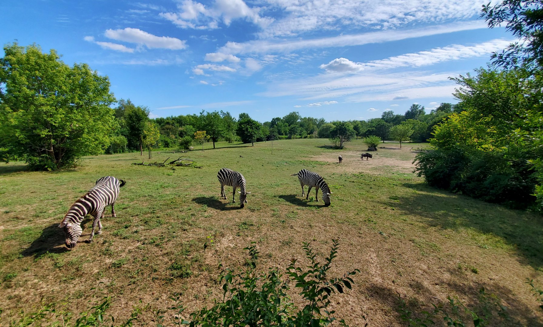 Aug. 2019 - African Journey - 3.8 Acre Savannah