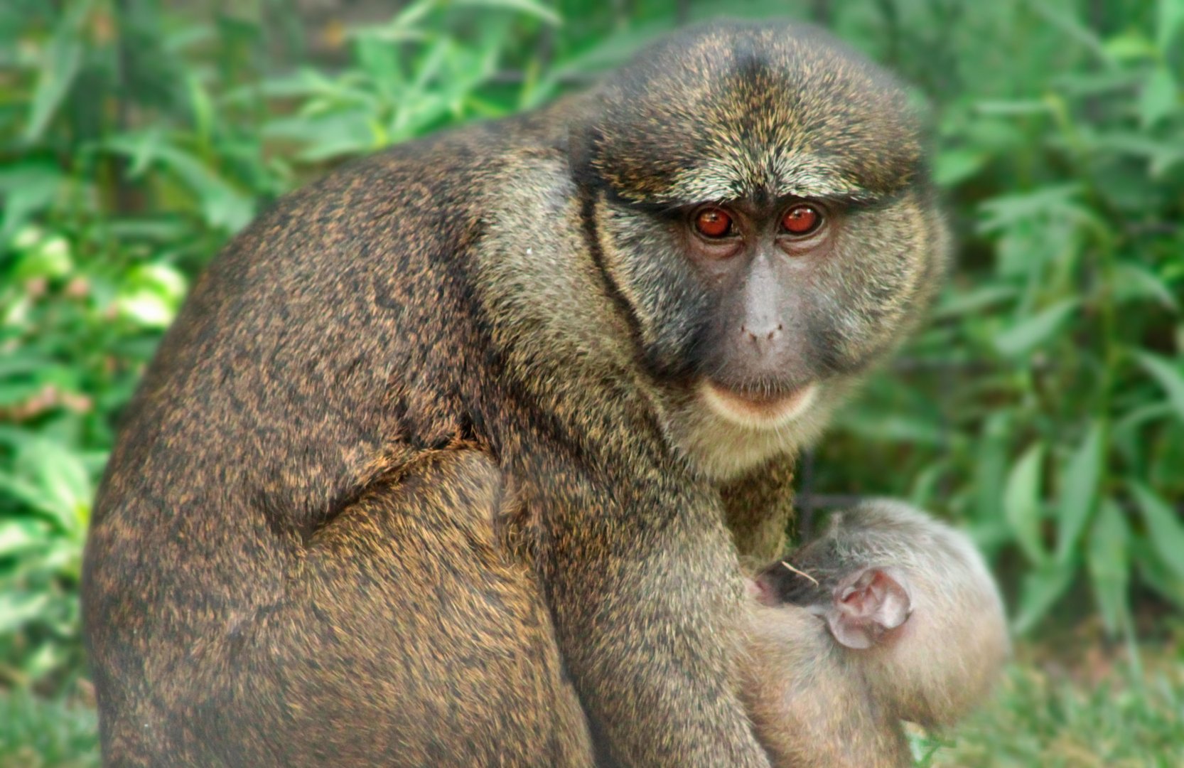 Aug. 2019 - African Journey - Allen's Swamp Monkey