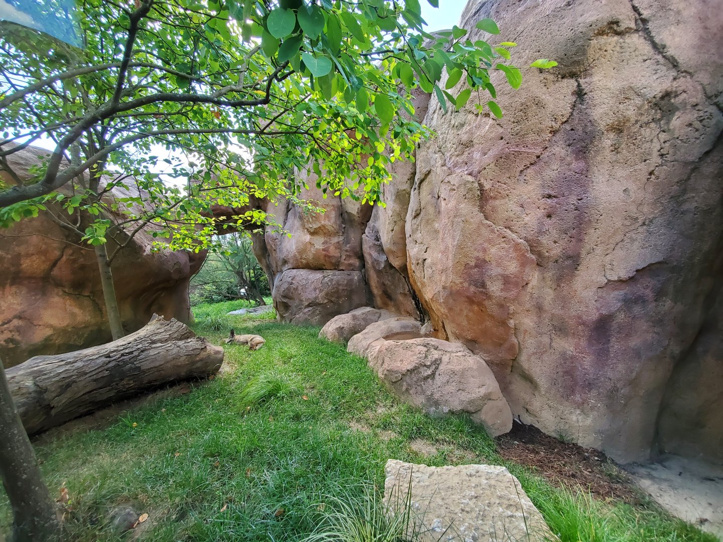 Aug. 2019 - African Journey - Bat-eared Fox + White Stork Exhibits