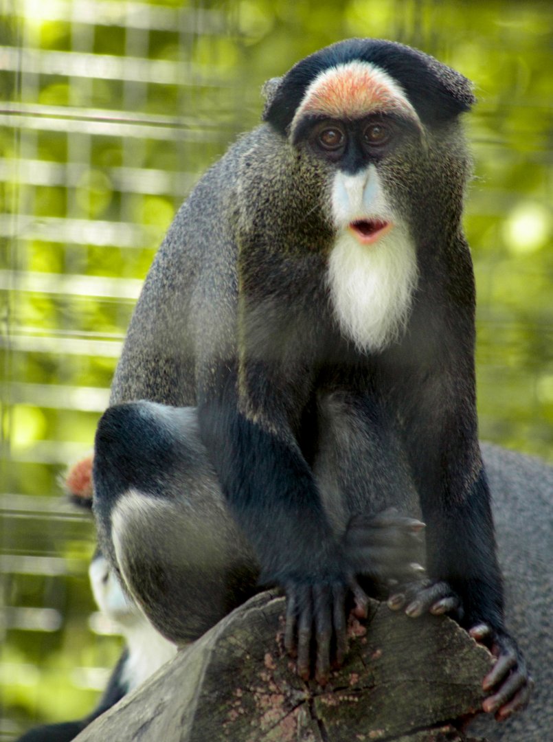 Aug. 2019 - African Journey - DeBrazza's Monkey
