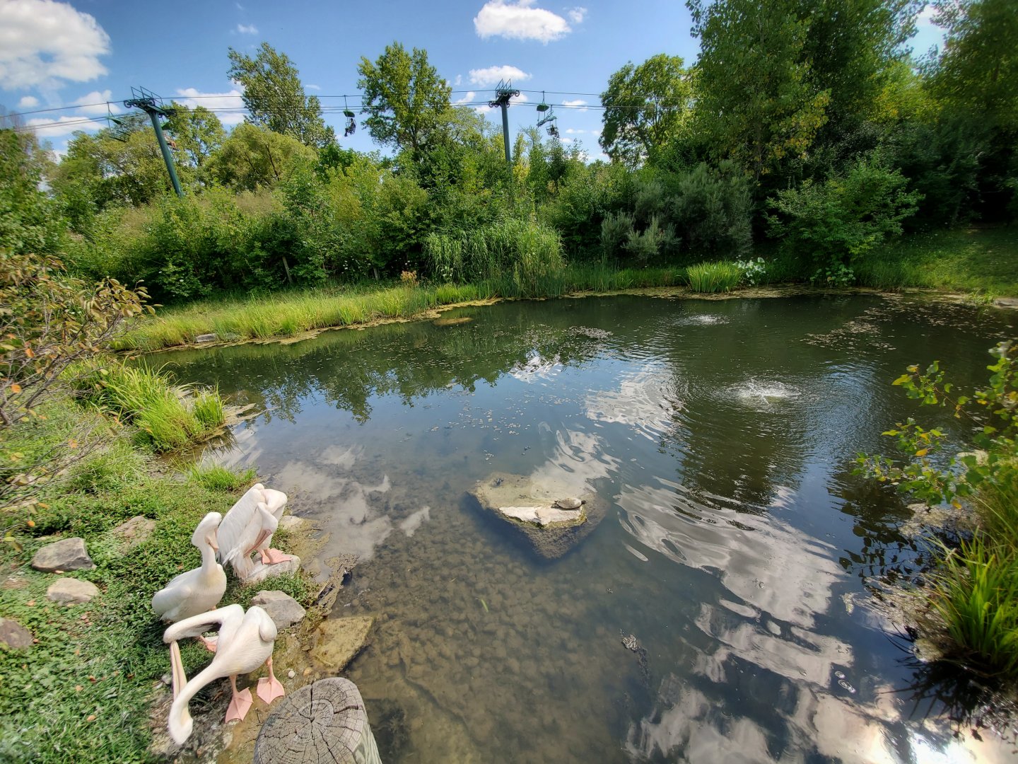 Aug. 2019 - African Journey - Great White Pelican Exhibit