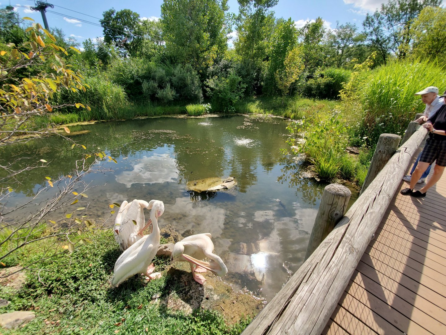 Aug. 2019 - African Journey - Great White Pelican Exhibit