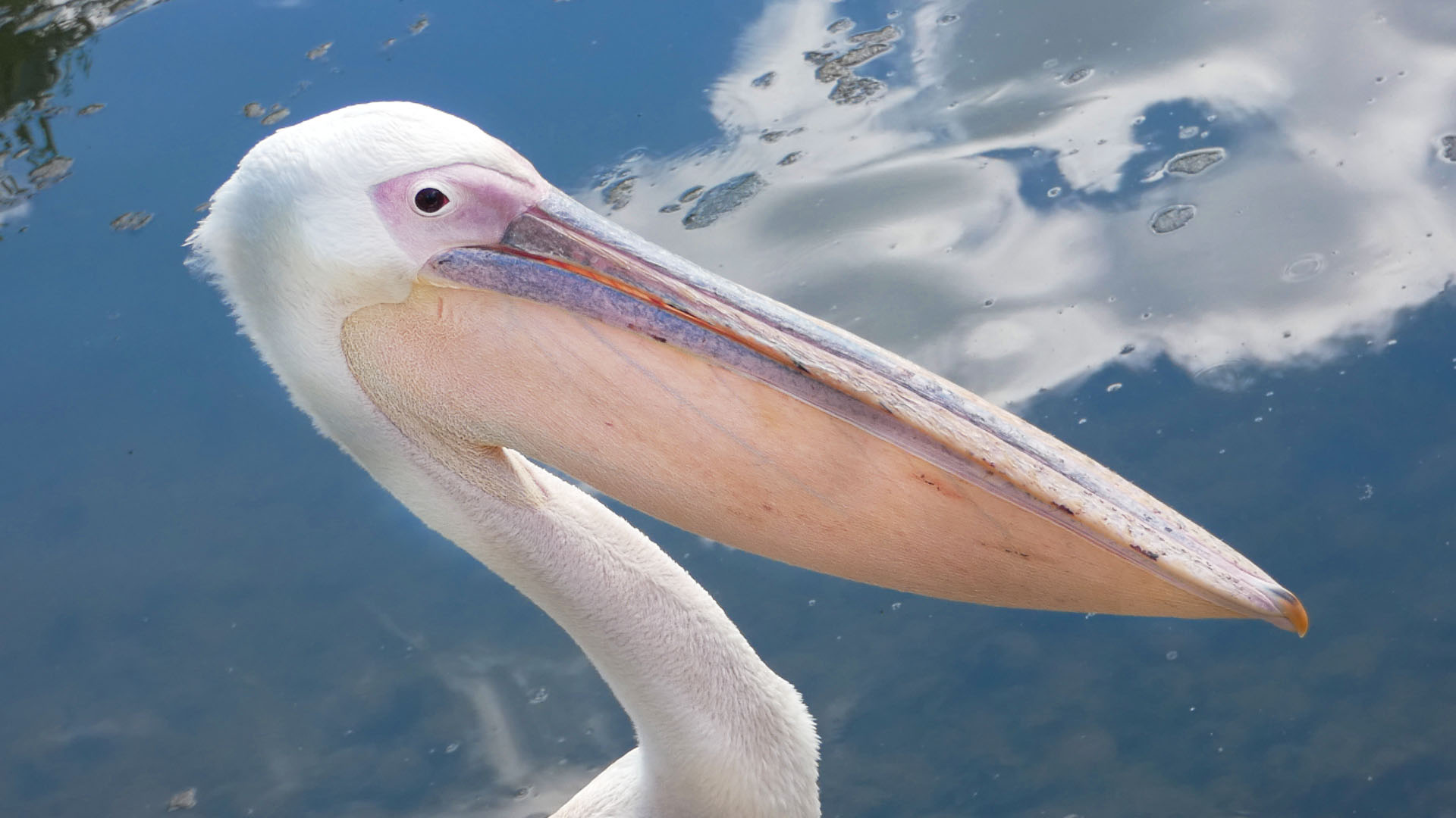 Aug. 2019 - African Journey - Great White Pelican