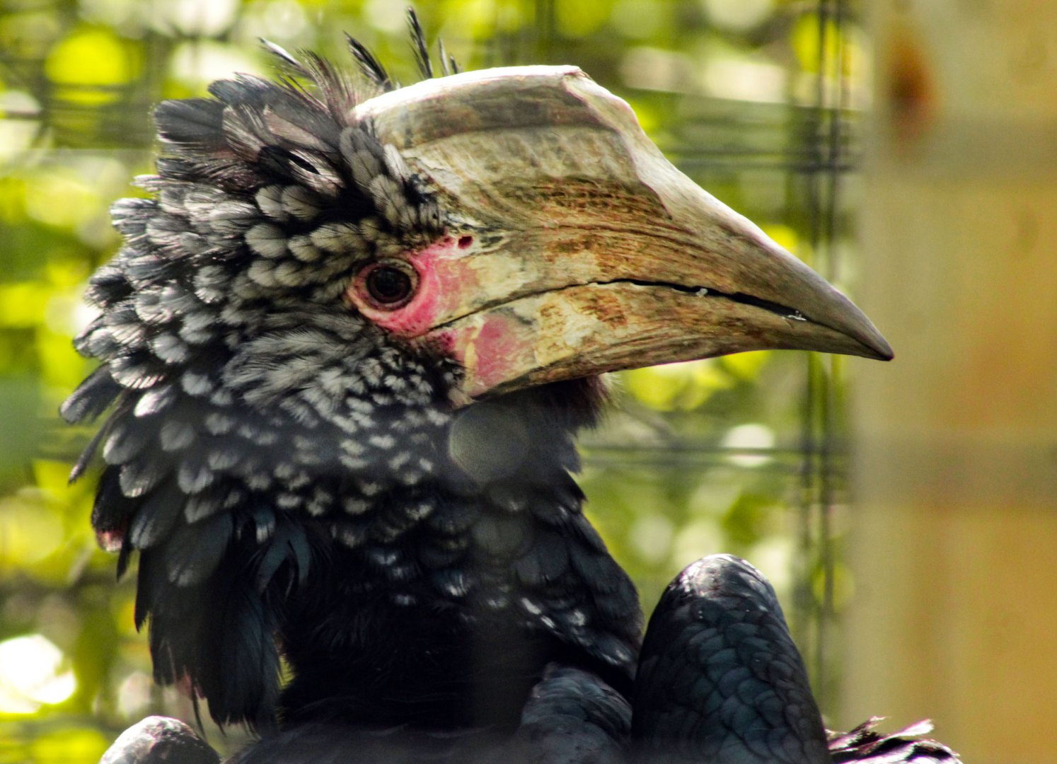 Aug. 2019 - African Journey - Silvery-cheeked Hornbill