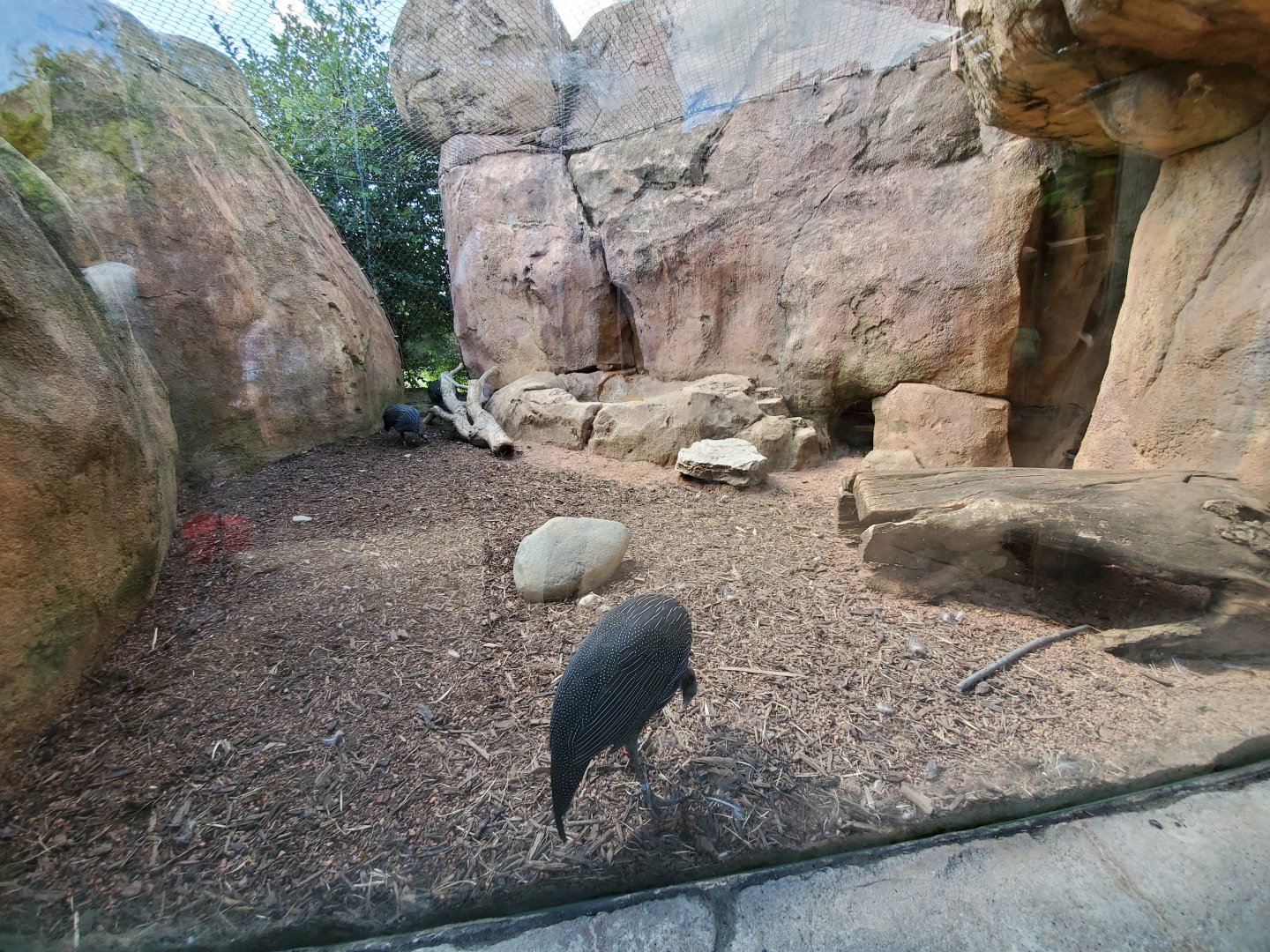 Aug. 2019 - African Journey - Vulturine Guineafowl Exhibit (Former Honey Badger)