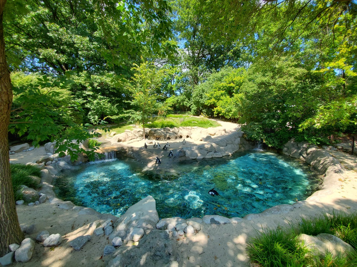 Aug. 2019 - African Penguin Exhibit