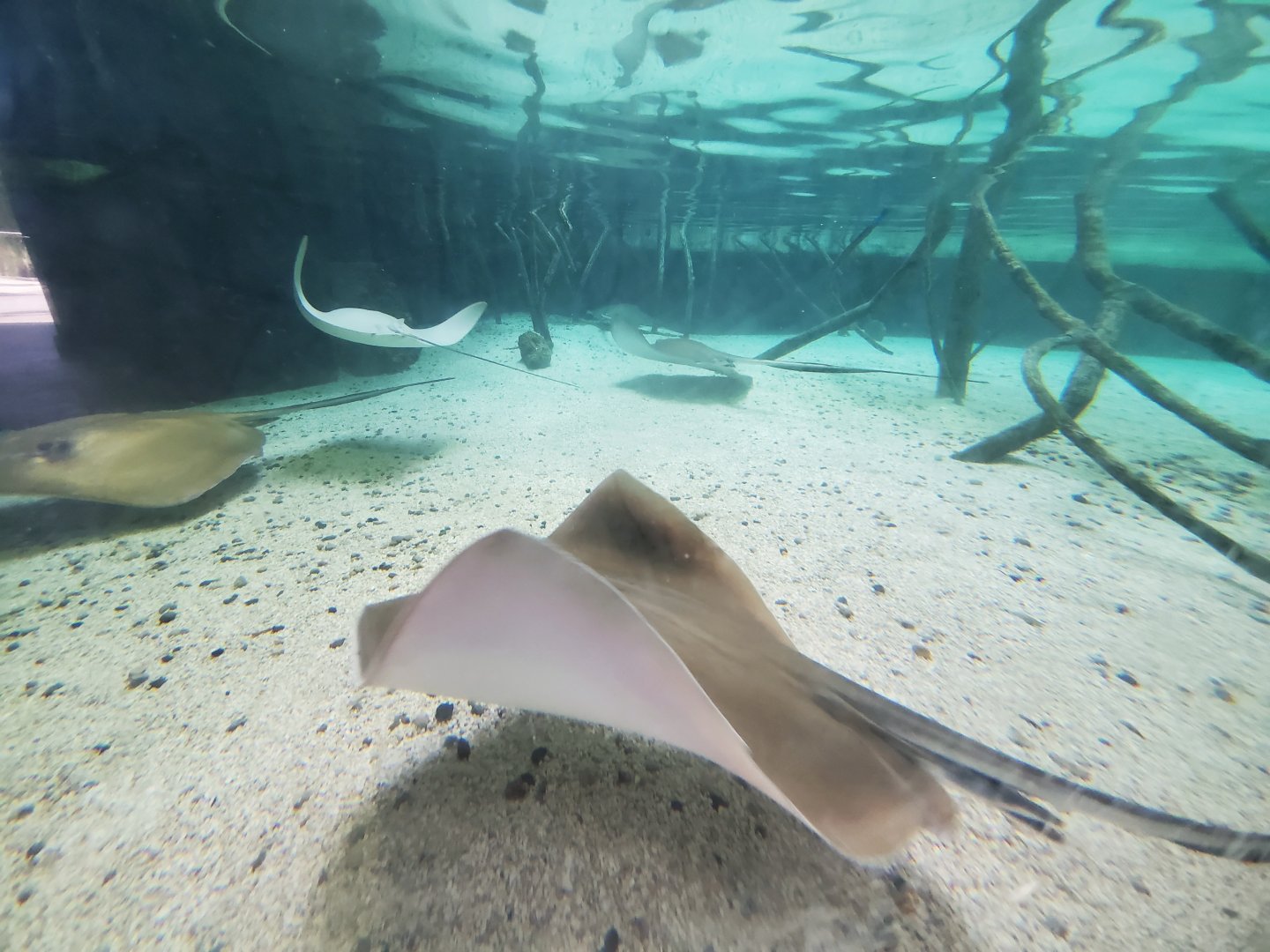 Aug. 2019 - Australian Adventure - Stingray Bay