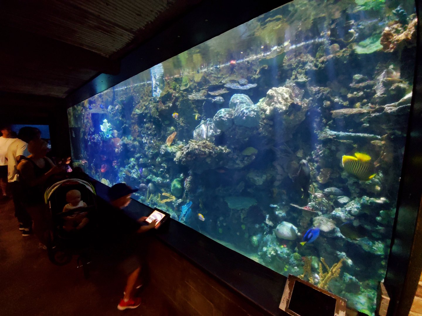 Aug. 2019 - Australian Adventure - The Reef - Coral Reef Tank