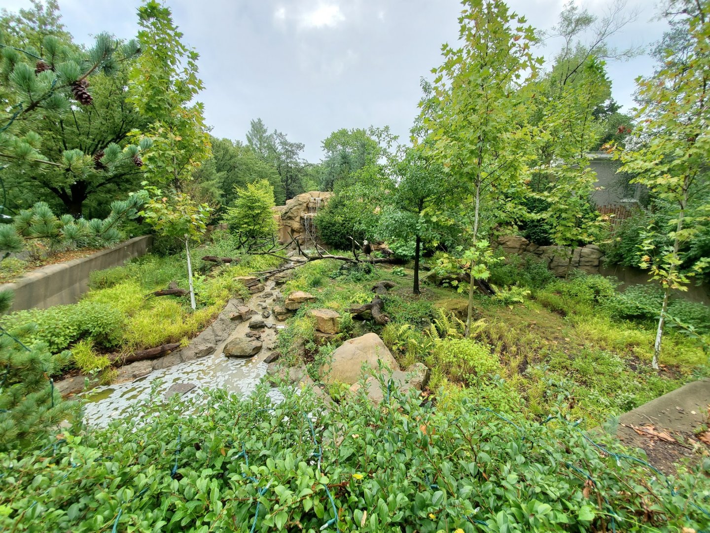 Aug. 2019 - Bald Eagle Exhibit (Former Monkey Island)