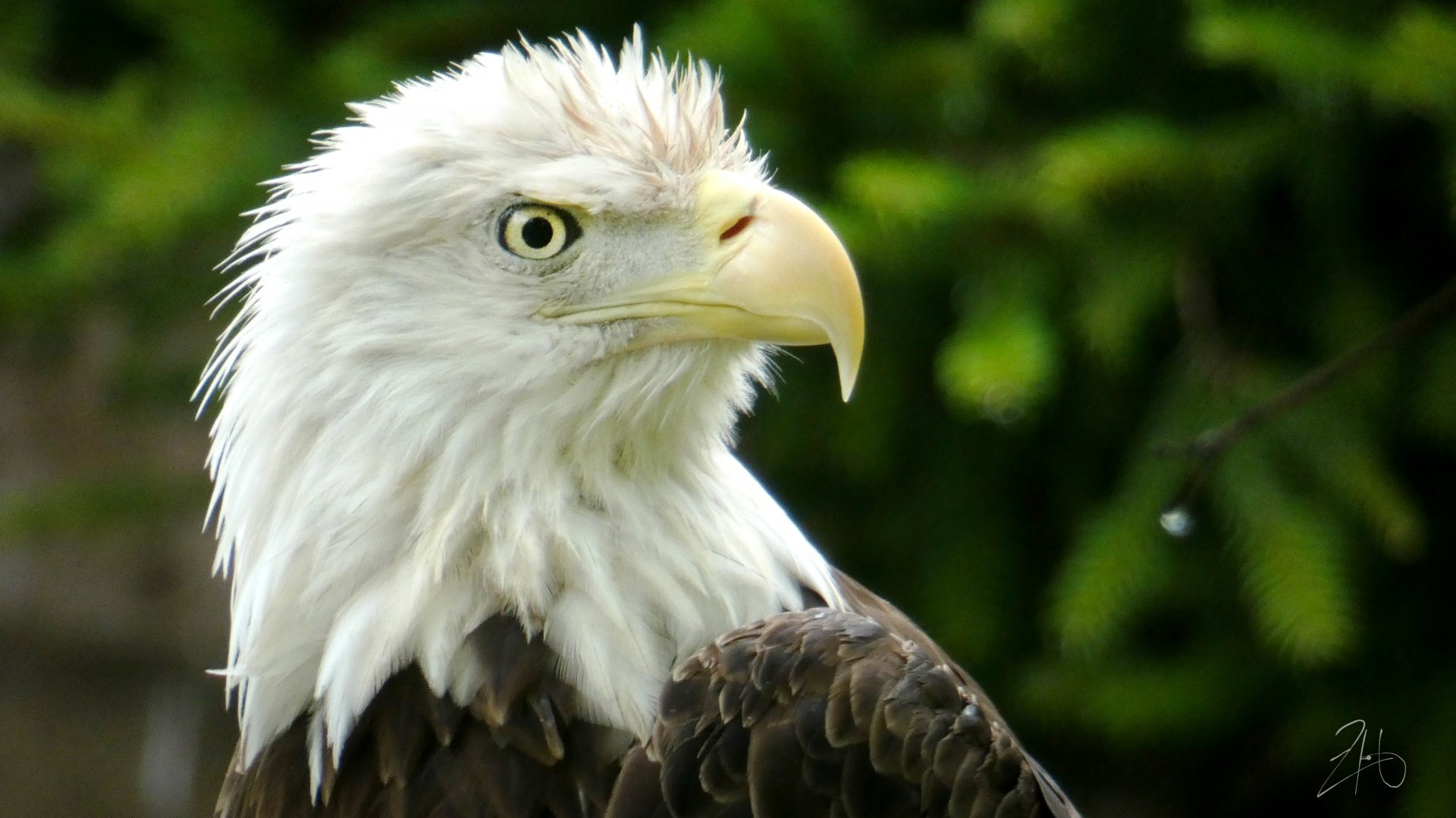 Aug. 2019 - Bald Eagle - Klaus