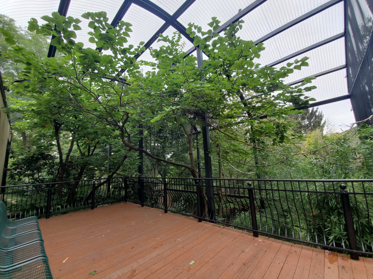 Aug. 2019 - Bird Garden - Walkthrough Aviary (5 Species)