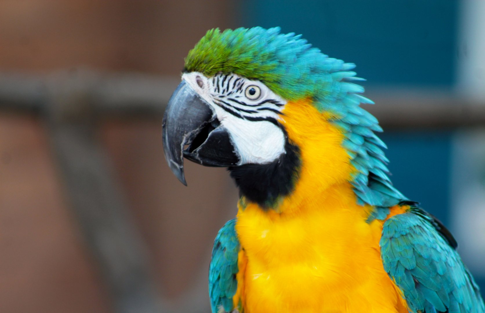 Aug. 2019 - Blue-and-Gold Macaw