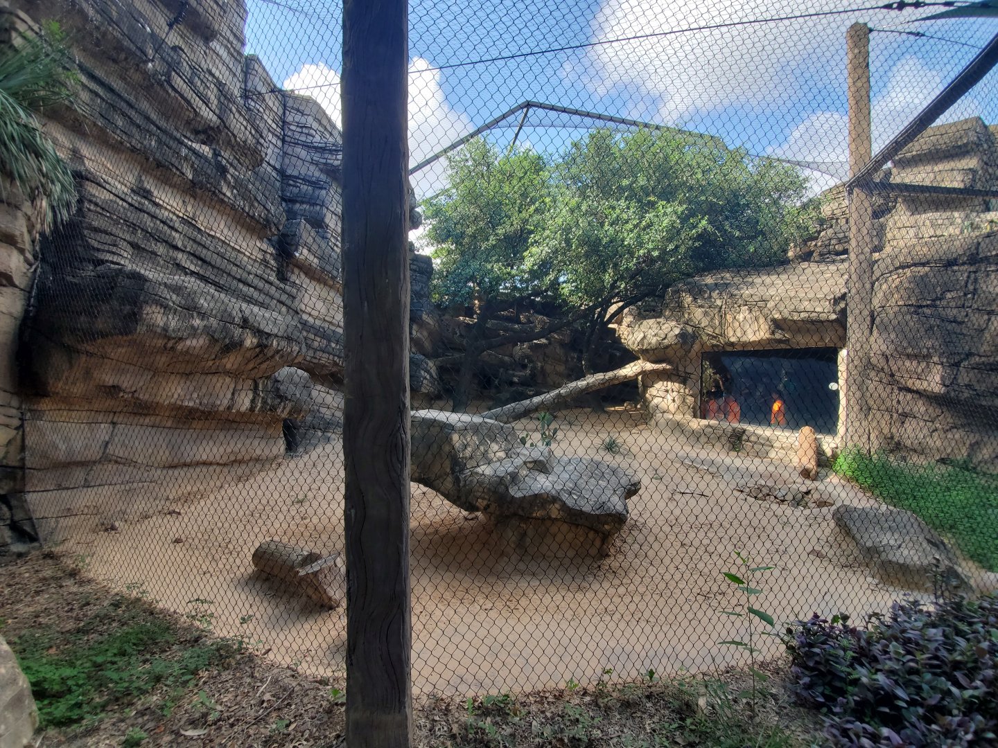 Aug. 2019 - Carnivores - Cougar Exhibit