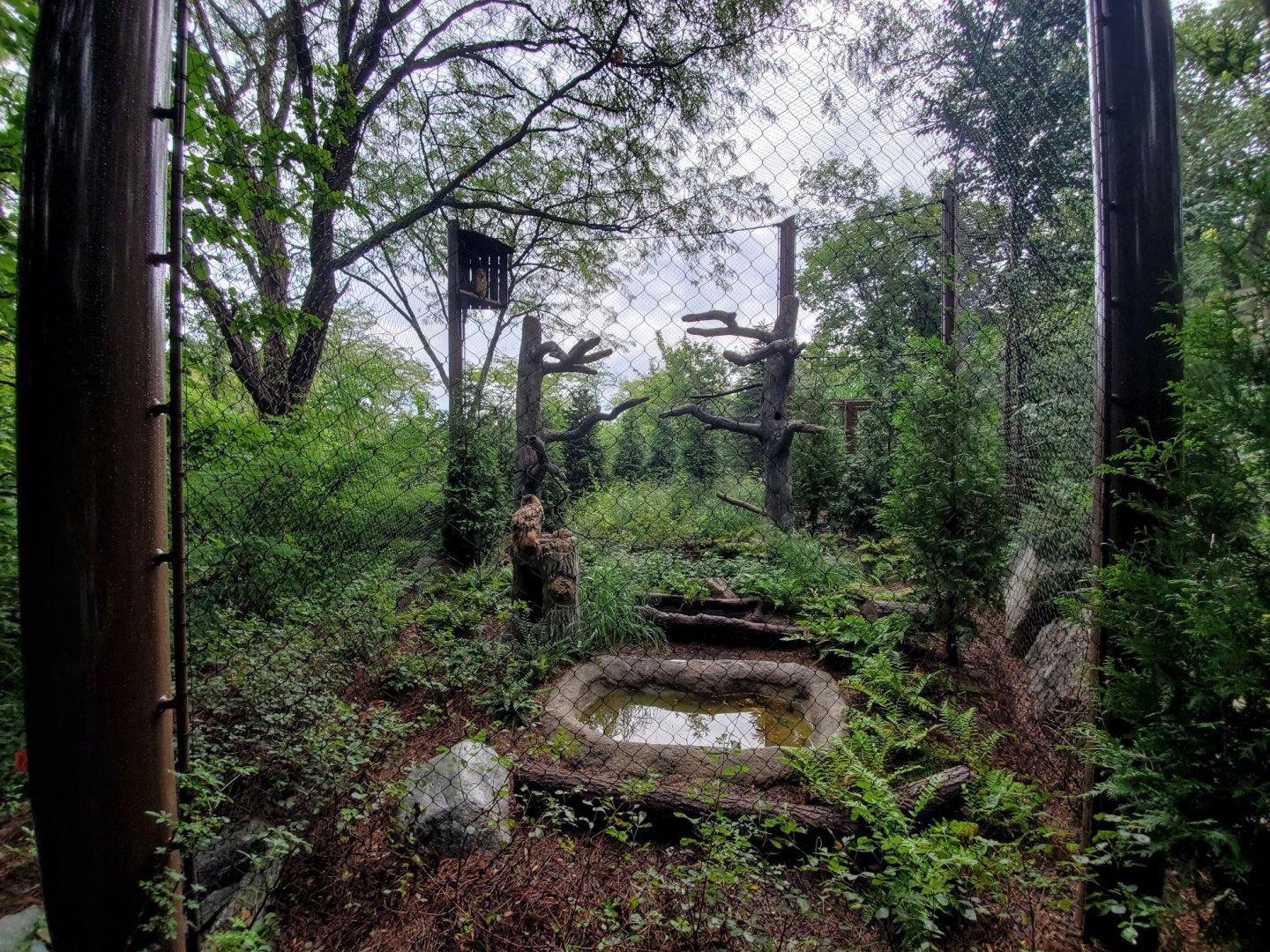 Aug. 2019 - Cat Canyon - New! Eurasian Eagle Owl Exhibit