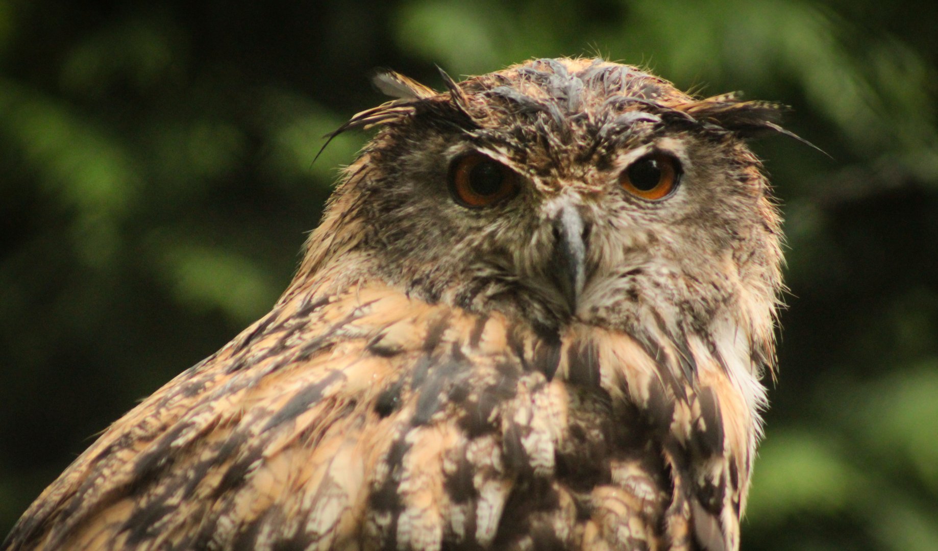 Aug. 2019 - Cat Canyon - New! Eurasian Eagle Owl Exhibit