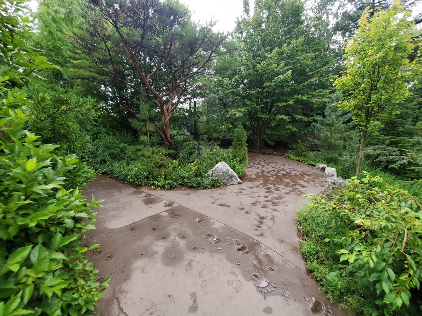 Aug. 2019 - Cat Canyon - New Pathway to Owl Exhibit