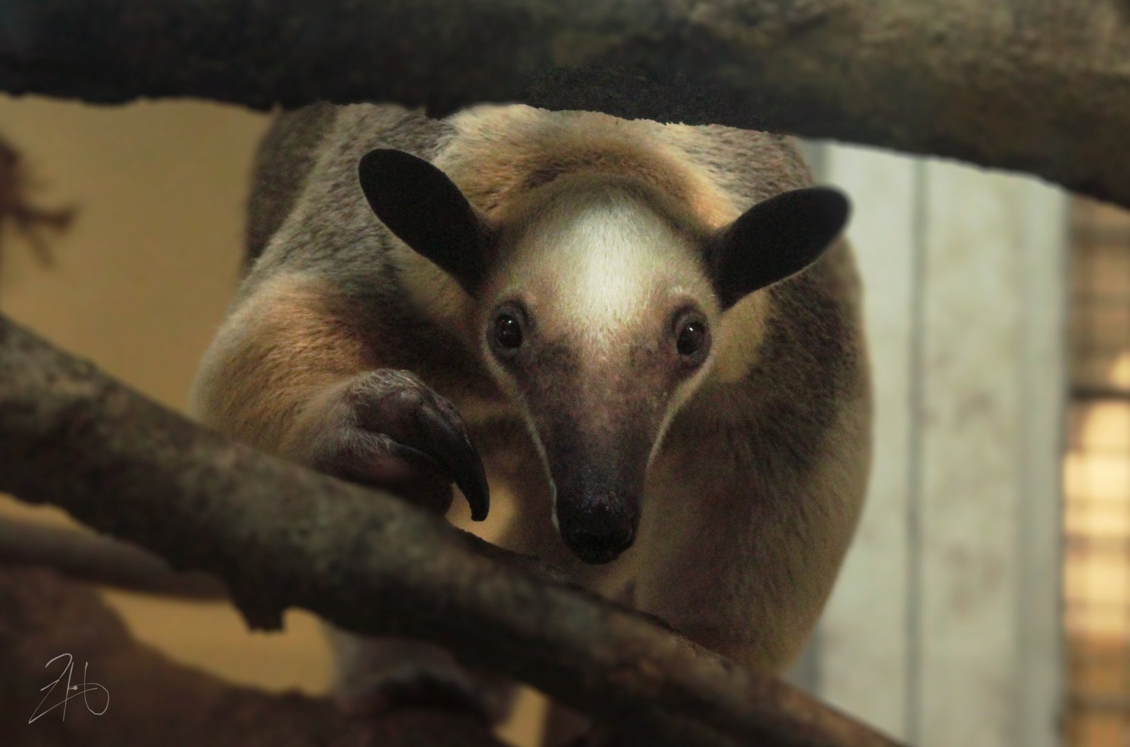 Aug. 2019 - Children's Zoo - Southern Tamandua