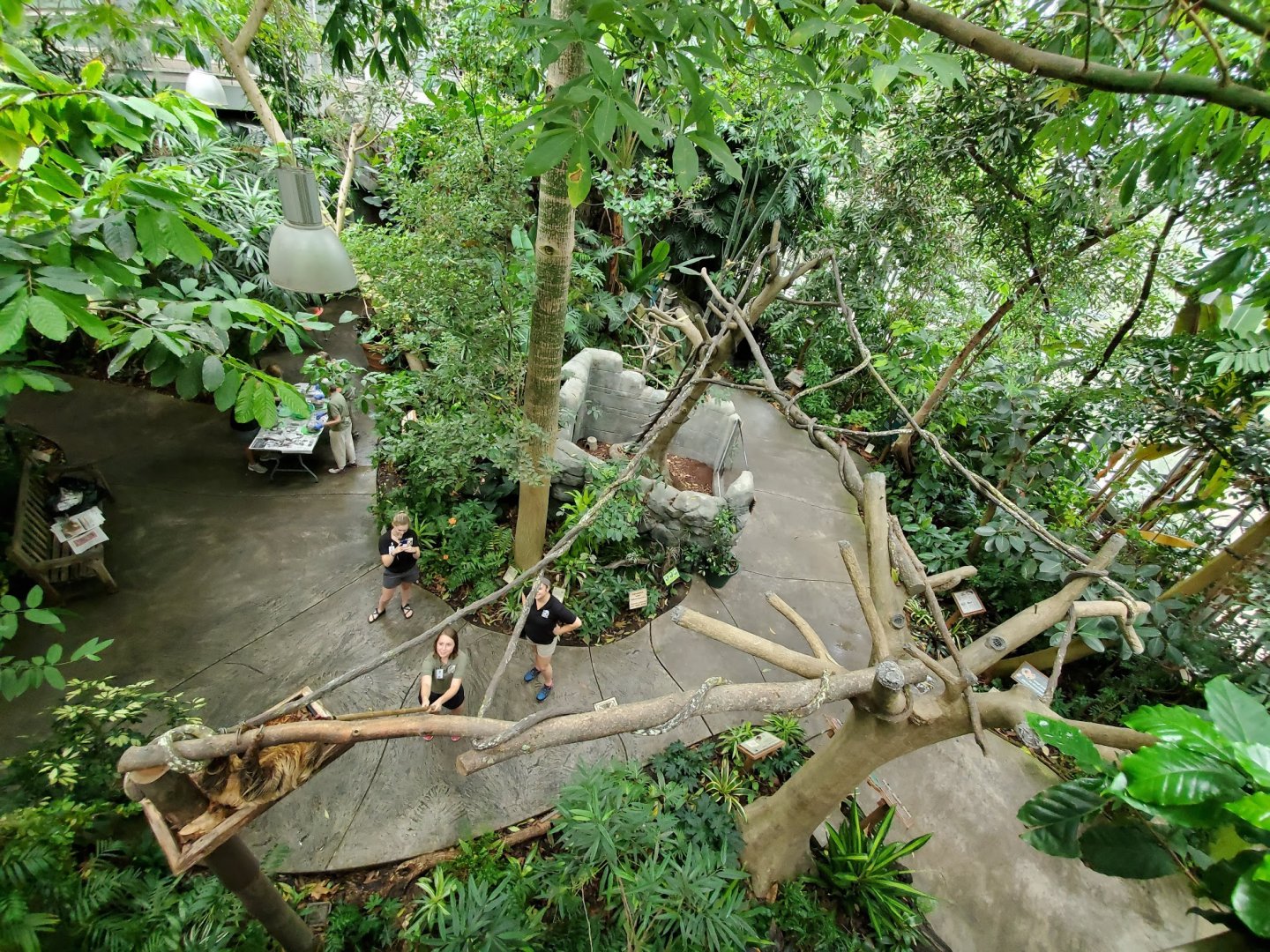 Aug. 2019 - Discovery Forest - Newly Expanded Linne's Two-toed Sloth Exhibit