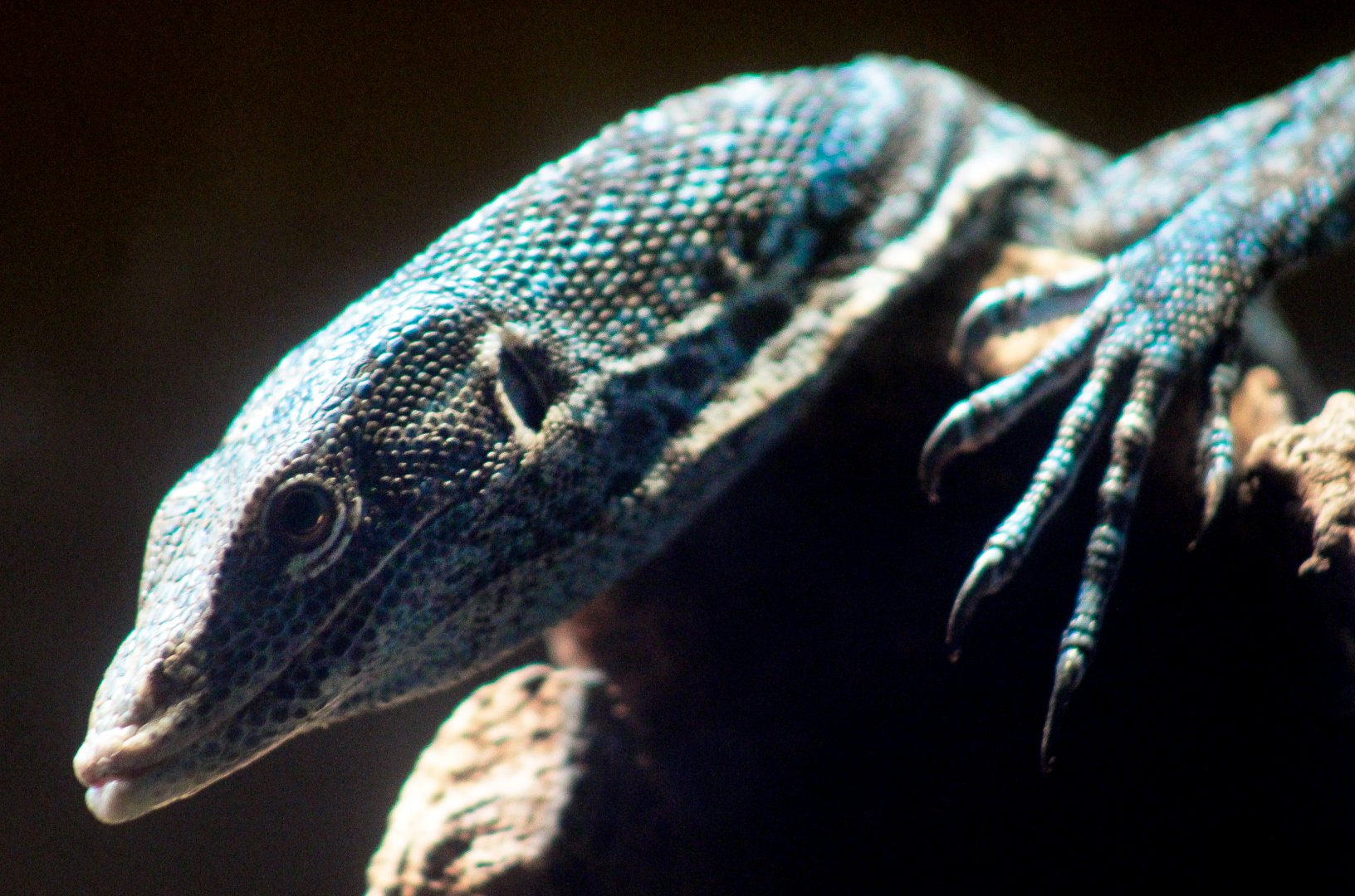 Aug. 2019 - Dragons! - Blue Tree Monitor