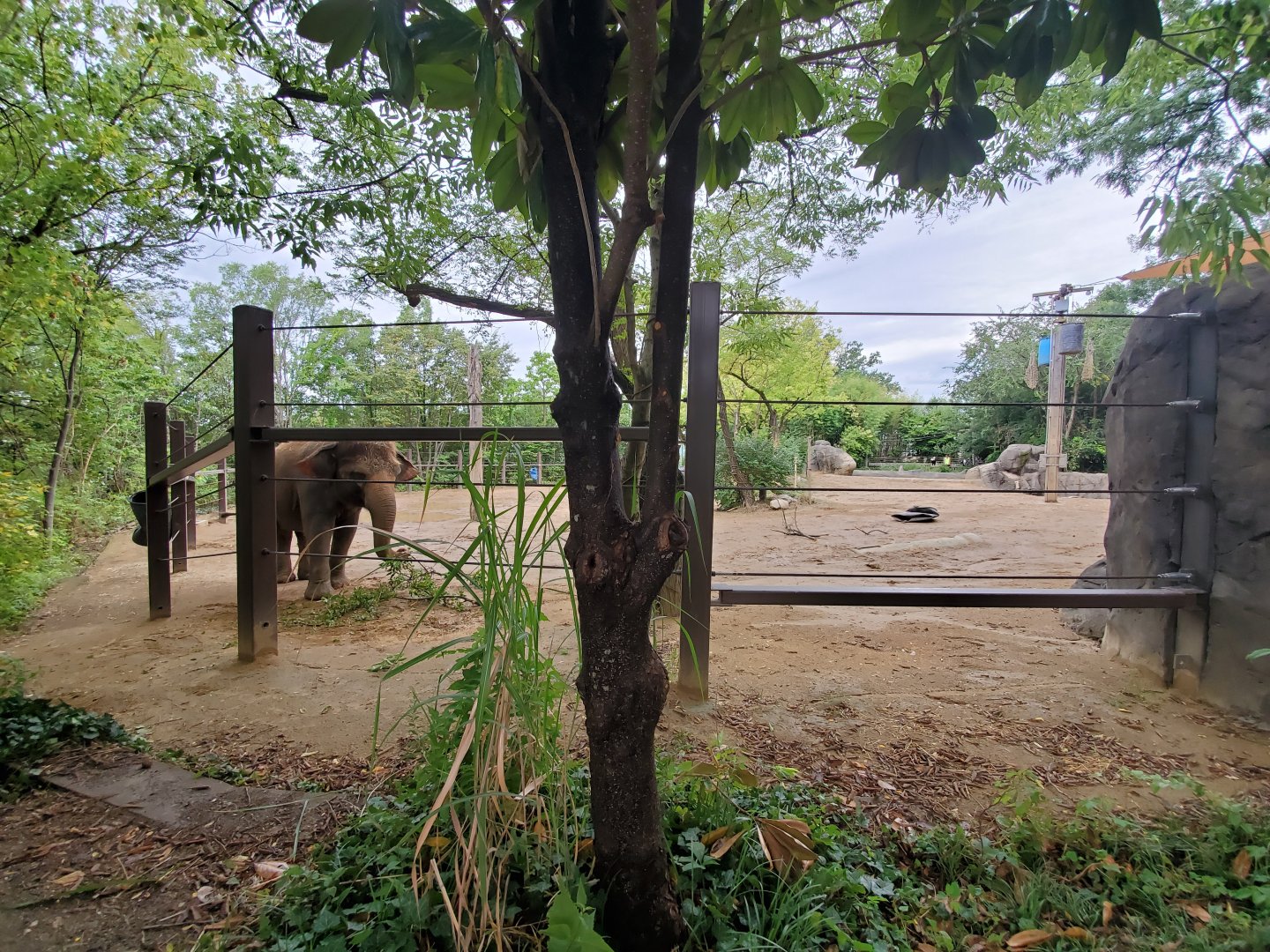 Aug. 2019 - Elephant Reserve - Main Exhibit Newly "Expanded"