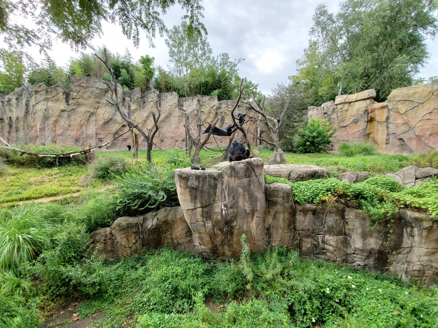 Aug. 2019 - Fragile Forest - Jungle of the Apes - Chimpanzee Exhibit