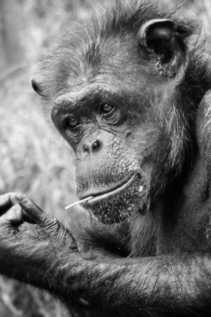 Aug. 2019 - Fragile Forest - Jungle of the Apes - Chimpanzee