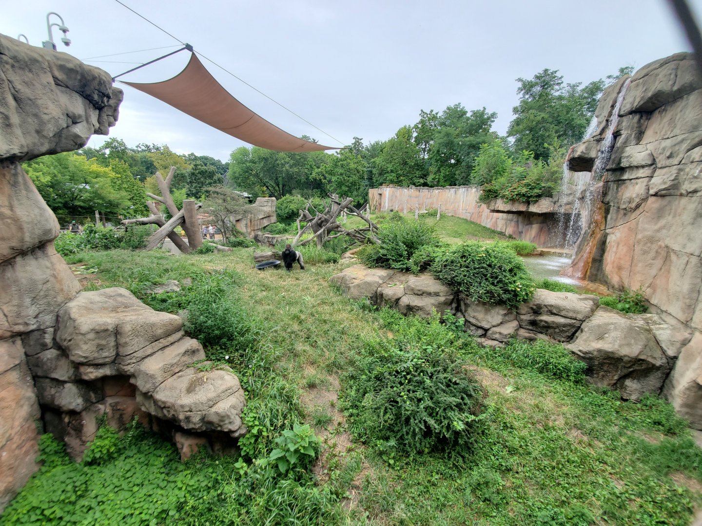 Aug. 2019 - Fragile Forest - Jungle of the Apes - Gorilla Exhibit