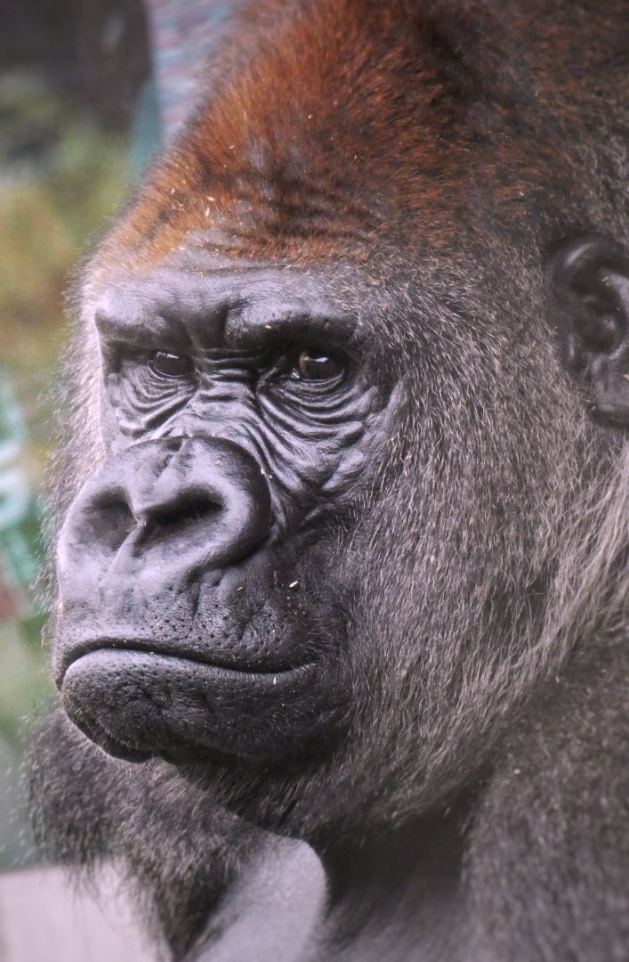 Aug. 2019 - Fragile Forest - Jungle of the Apes - Nadaya