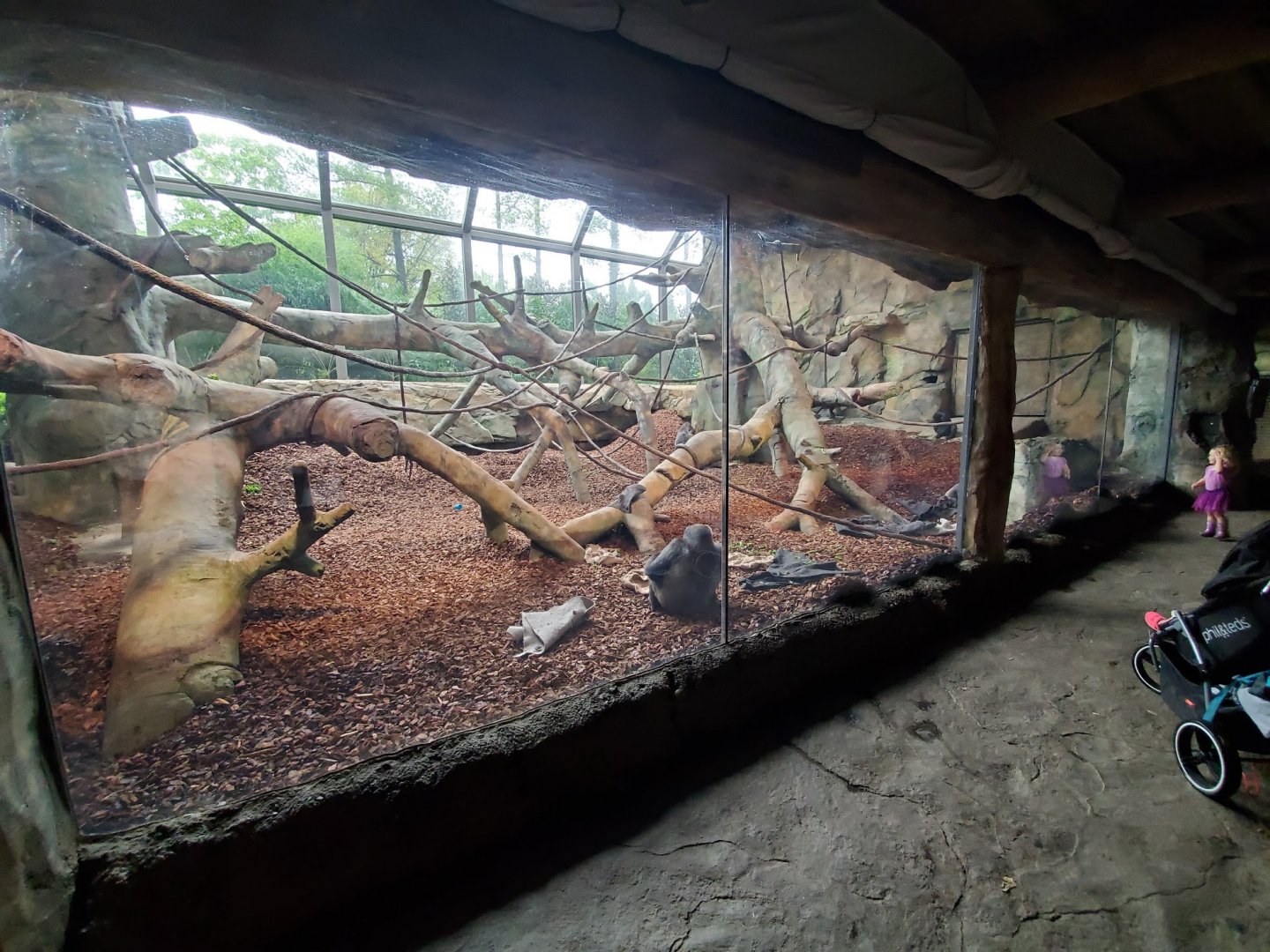 Aug. 2019 - Gorilla World - Indoor Exhibit