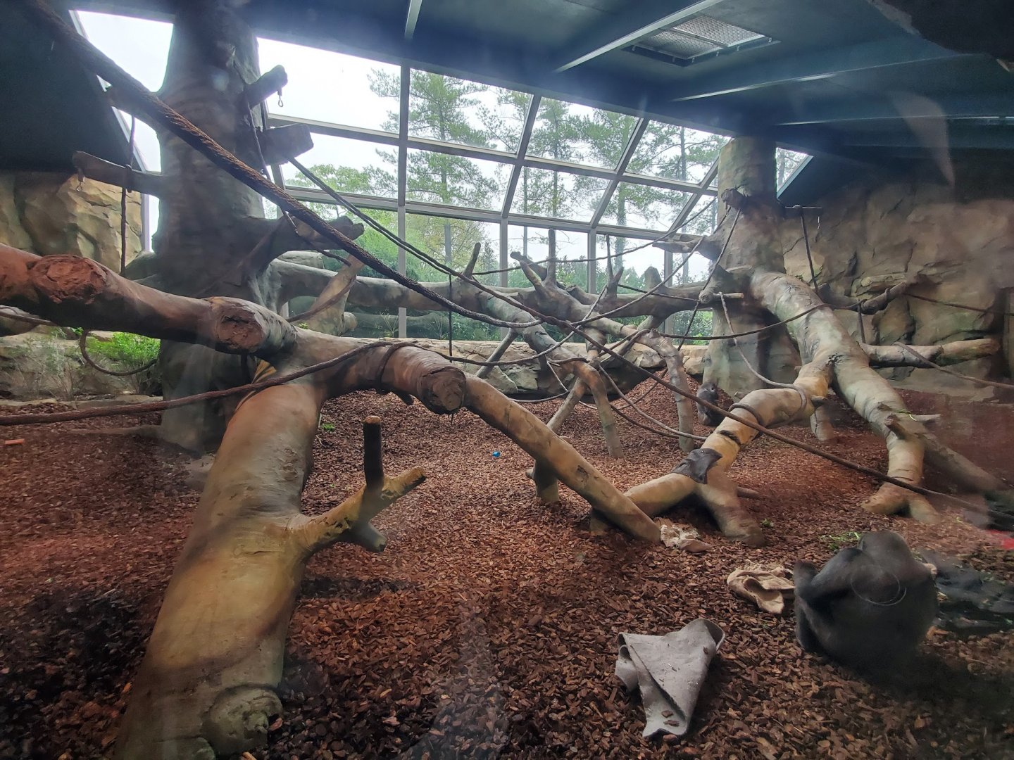 Aug. 2019 - Gorilla World - Indoor Exhibit
