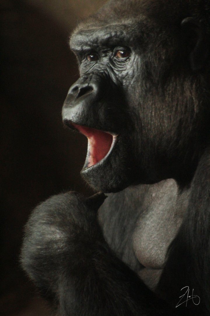 Aug. 2019 - Gorilla World - M'linzi