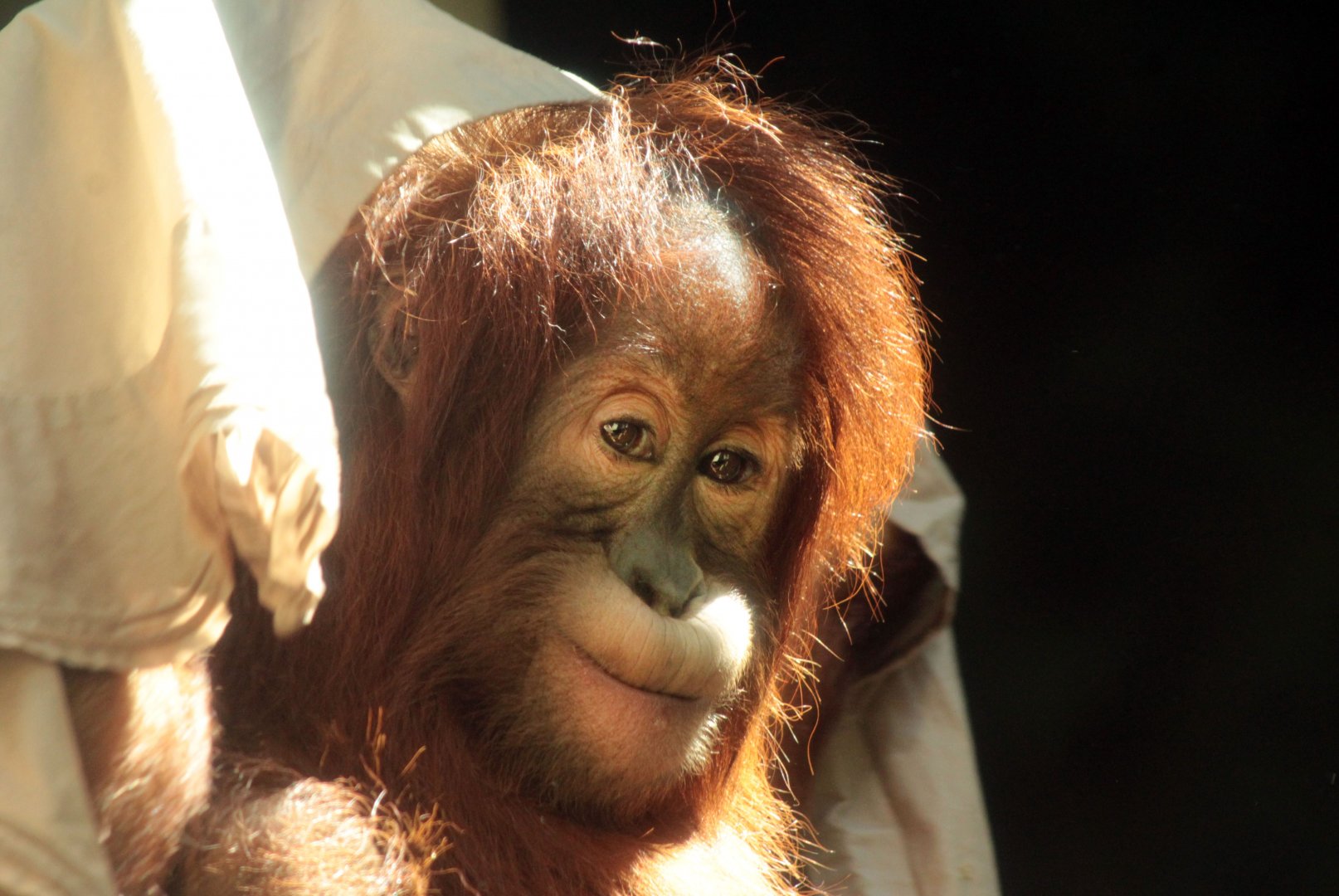 Aug. 2019 - Indonesian Rain Forest - Asmara