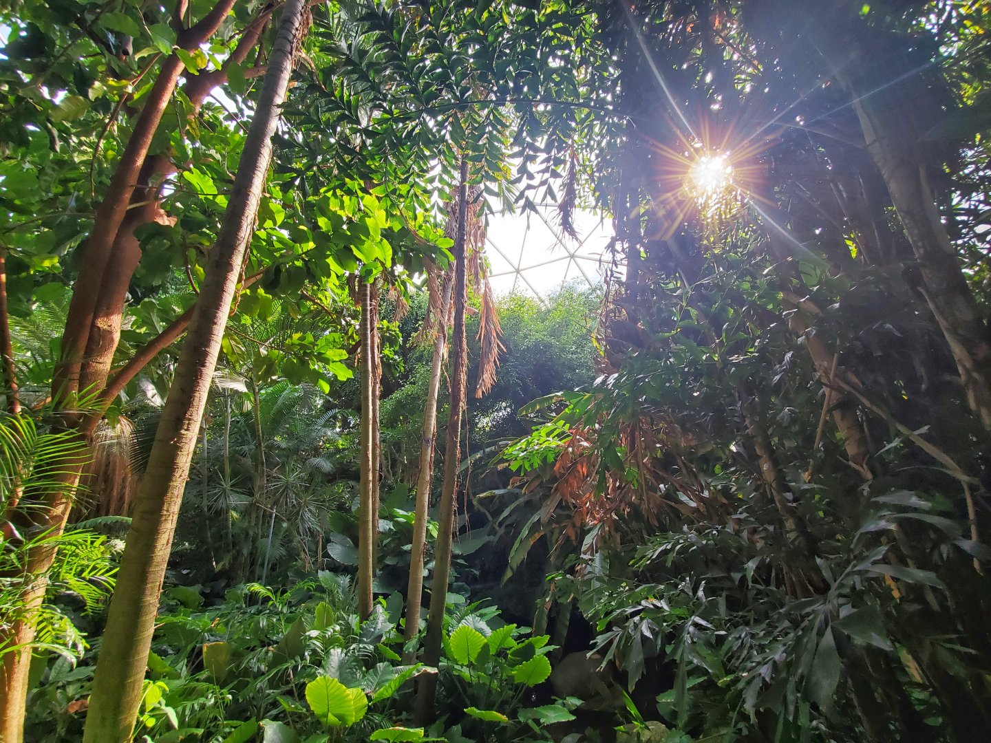Aug. 2019 - Indonesian Rain Forest - Dome