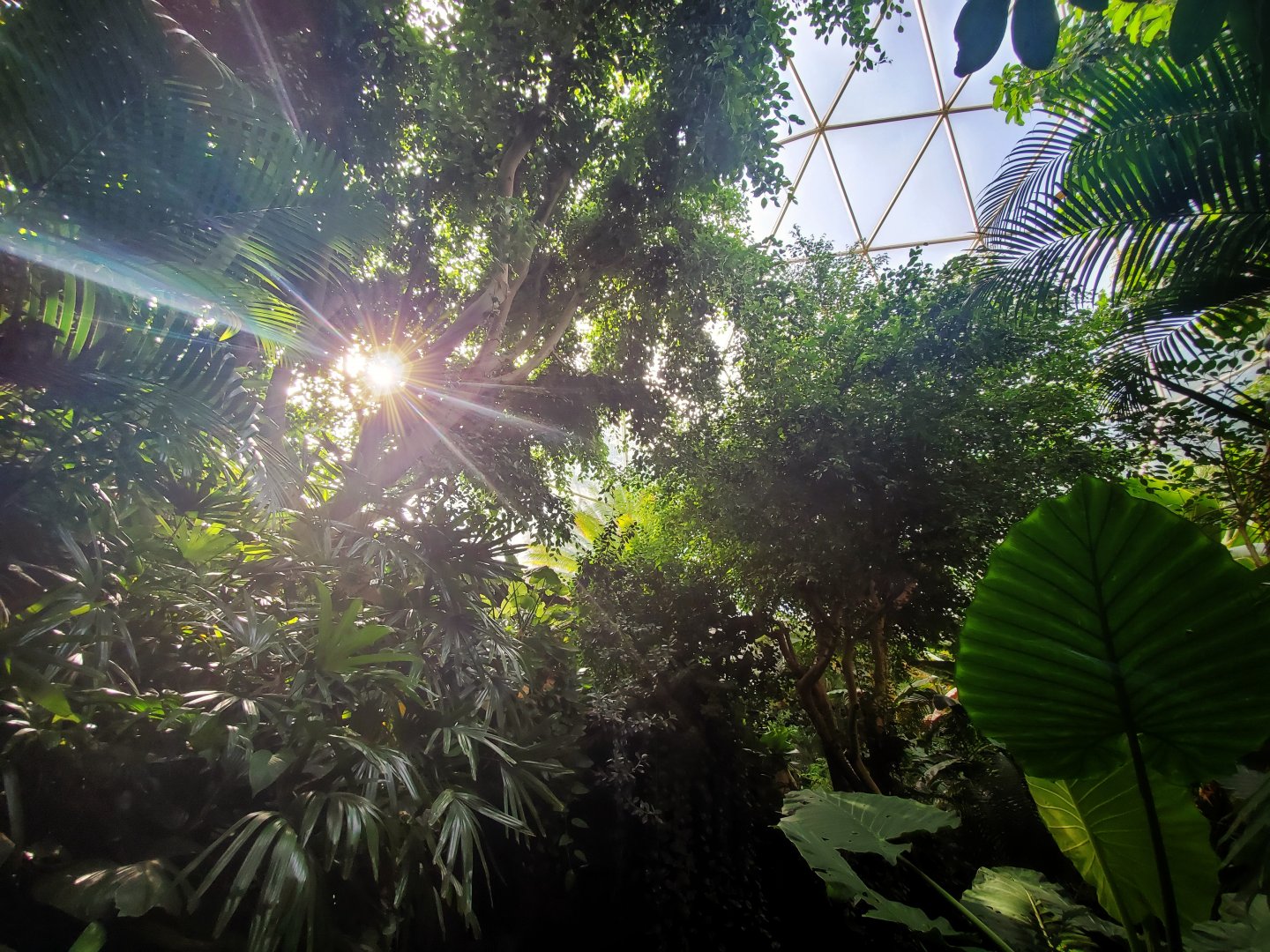 Aug. 2019 - Indonesian Rain Forest - Dome