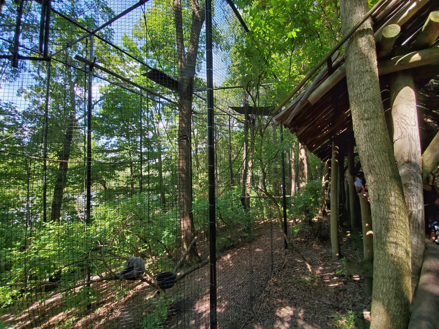 Aug. 2019 - Indonesian Rain Forest - Javan Gibbon Exhibit