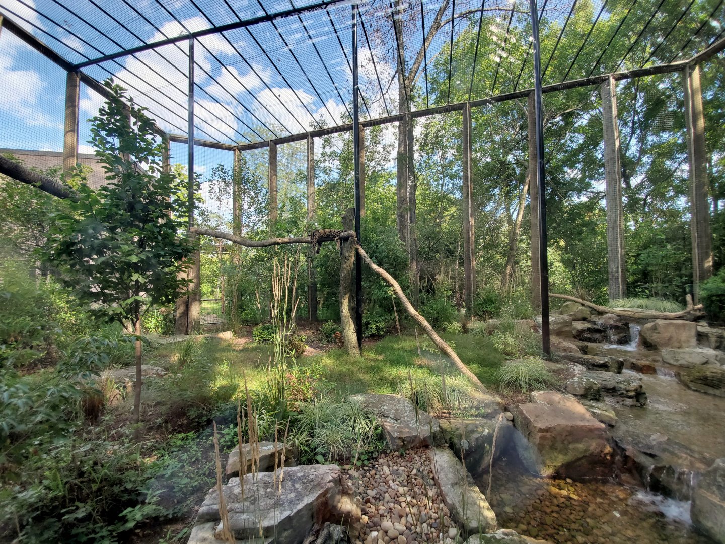 Aug. 2019 - Indonesian Rain Forest - New! Clouded Leopard Exhibit