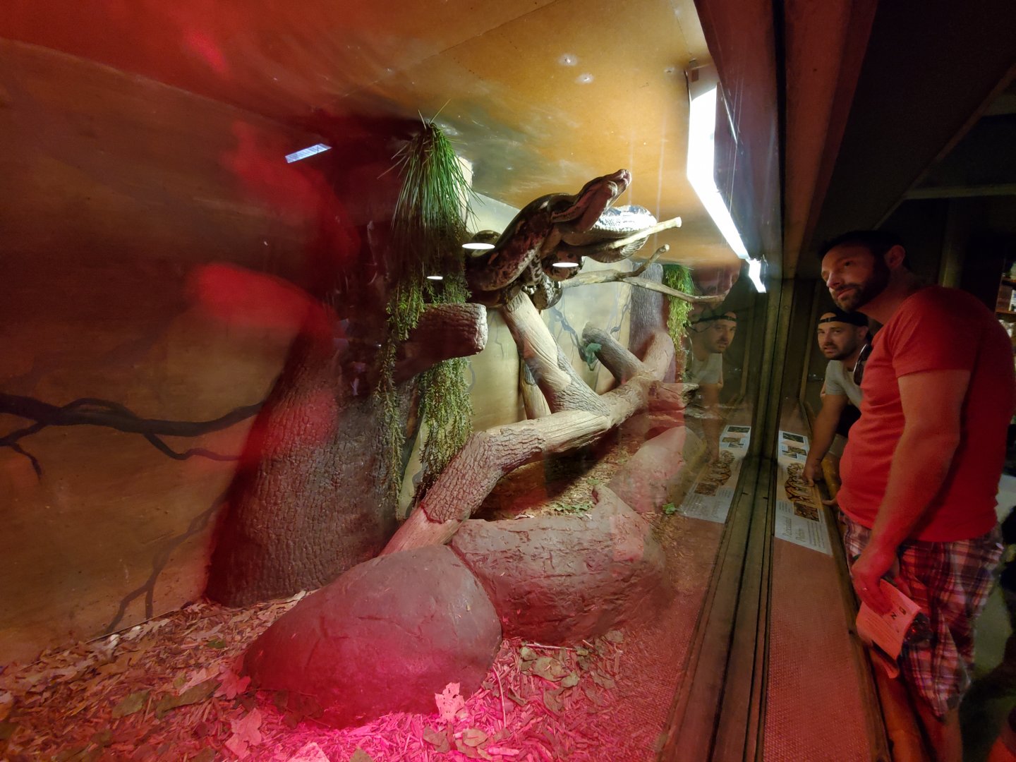 Aug. 2019 - Indonesian Rain Forest - Reticulated Python Exhibit