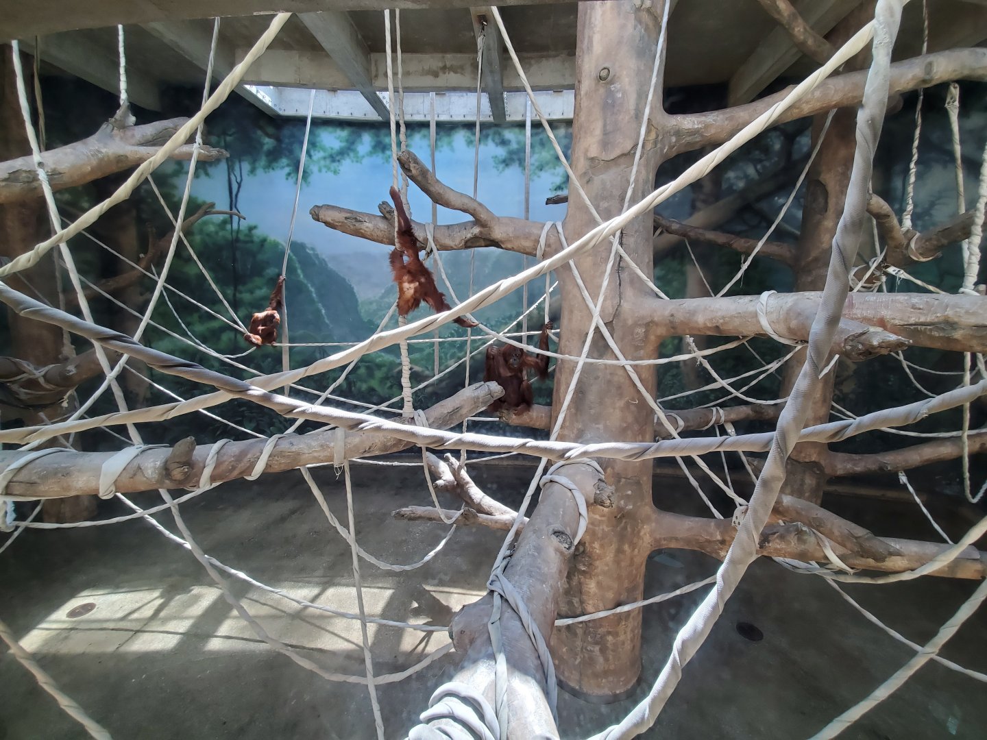 Aug. 2019 - Indonesian Rain Forest - Sumatran Orangutan Exhibit