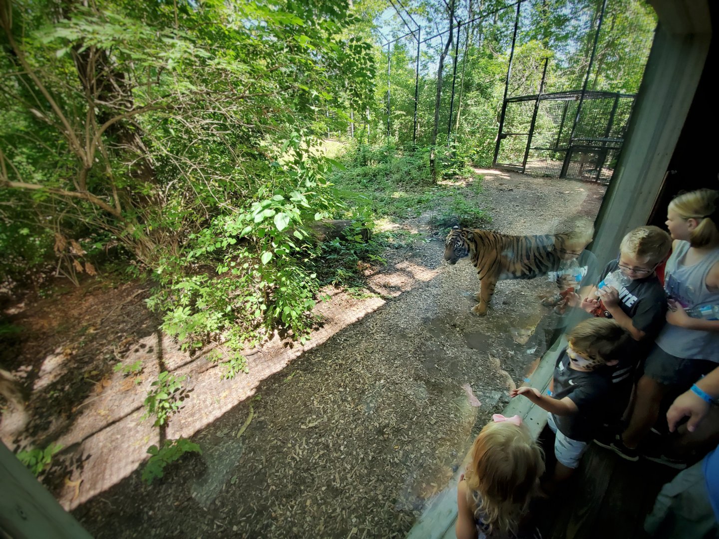 Aug. 2019 - Indonesian Rain Forest - Sumatran Tiger Exhibit